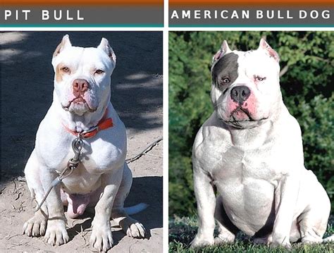 are og breeds similar to race